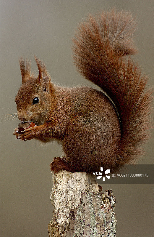 吃榛子的红发女人，法国图片素材