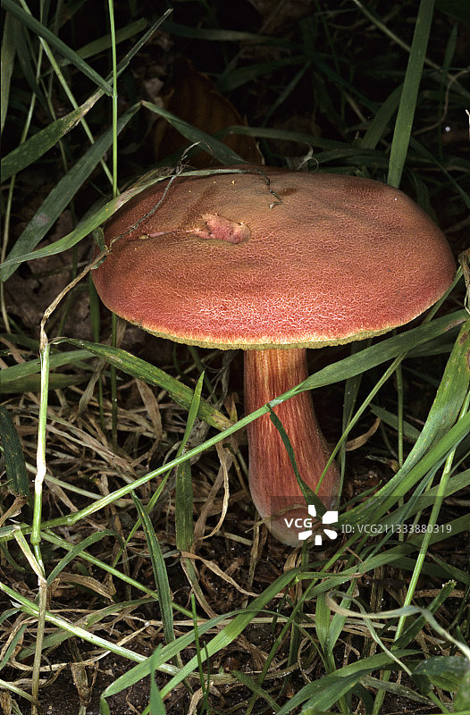 法国红宝石牛肝菌图片素材