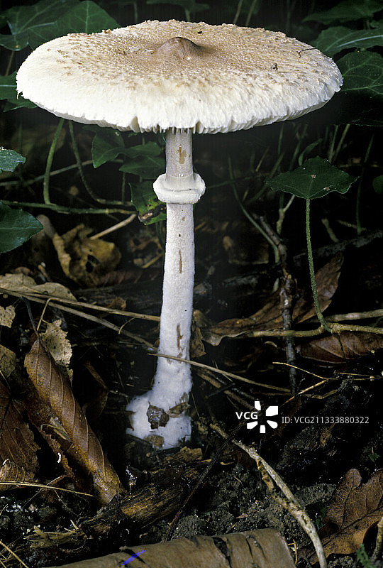 法国伞菌图片素材