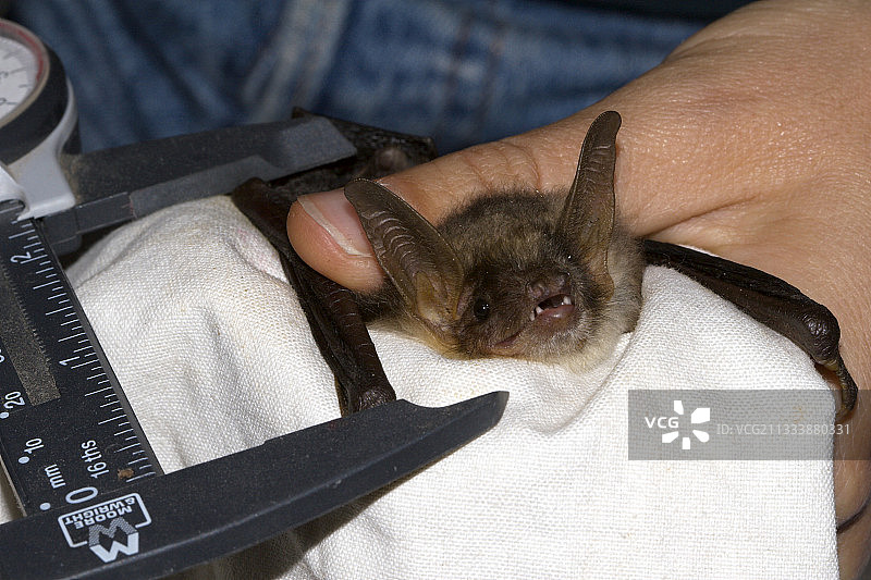 测量小鼠耳蝠手指以识别物种图片素材