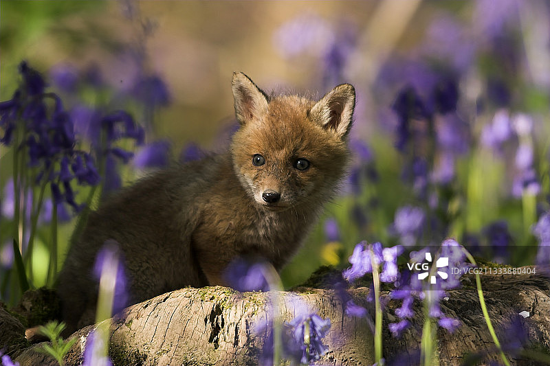 年轻的红狐靠近它的洞穴和风信子法国图片素材