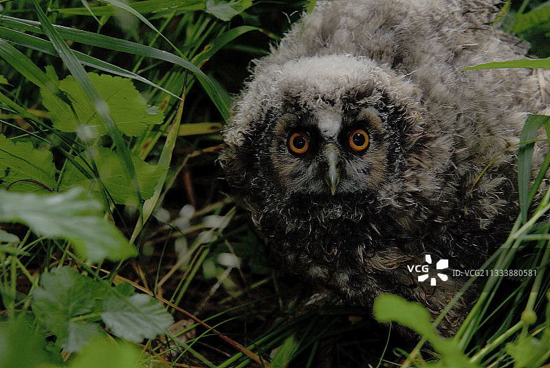 从鸟巢坠落的幼年长耳鸮，法国皮卡第图片素材