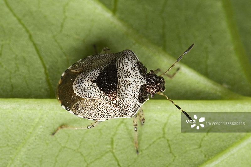 法国树叶上的臭虫图片素材
