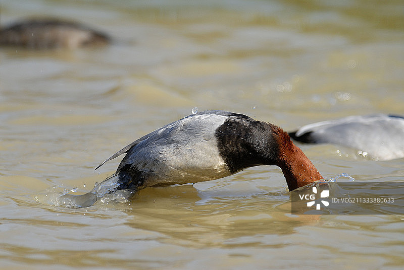 雄性红头潜鸭潜入水中图片素材