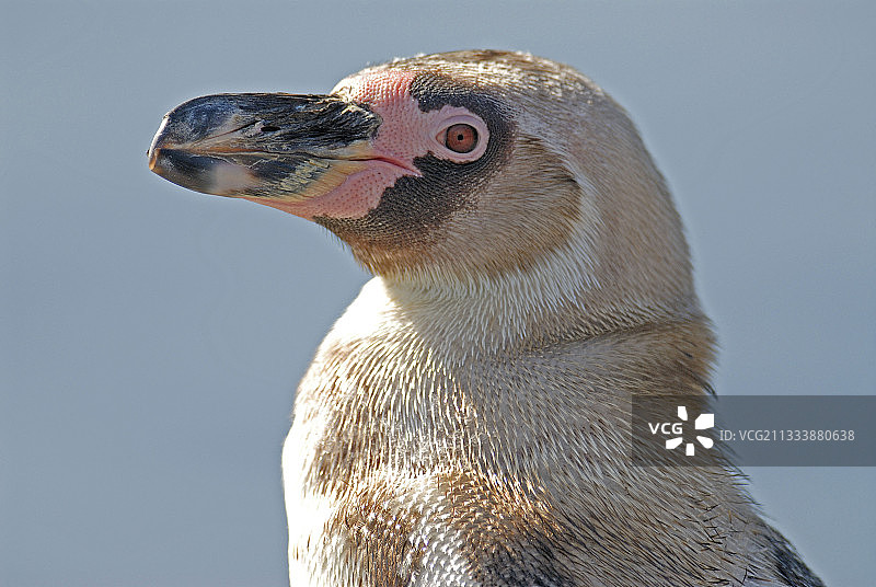 黑脚企鹅的侧面照图片素材