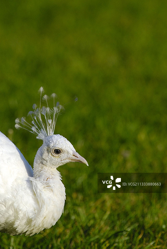 法国巴黎巴加泰勒公园的白化孔雀图片素材