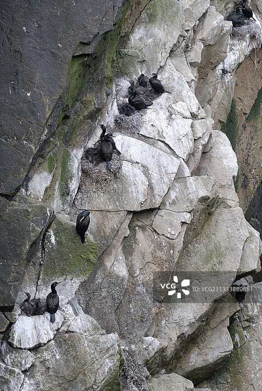 在设得兰群岛繁殖的海鸬鹚图片素材