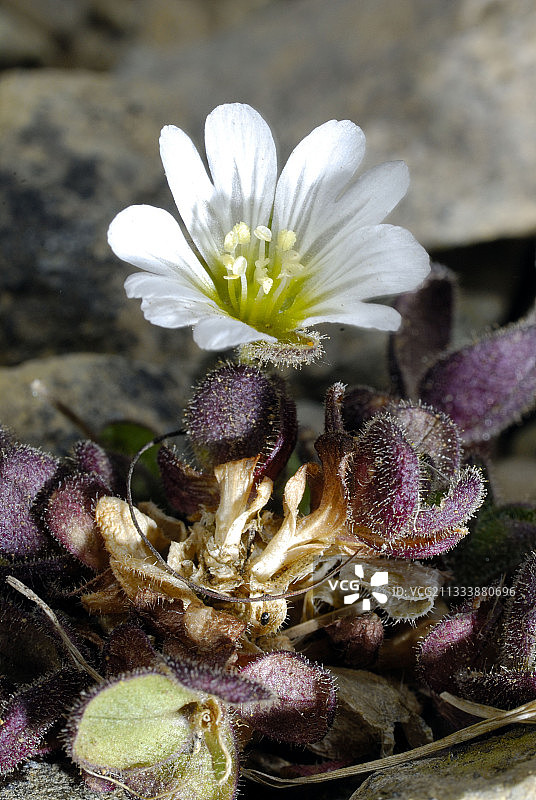 设得兰群岛哈马尔地区的设得兰鼠耳花图片素材