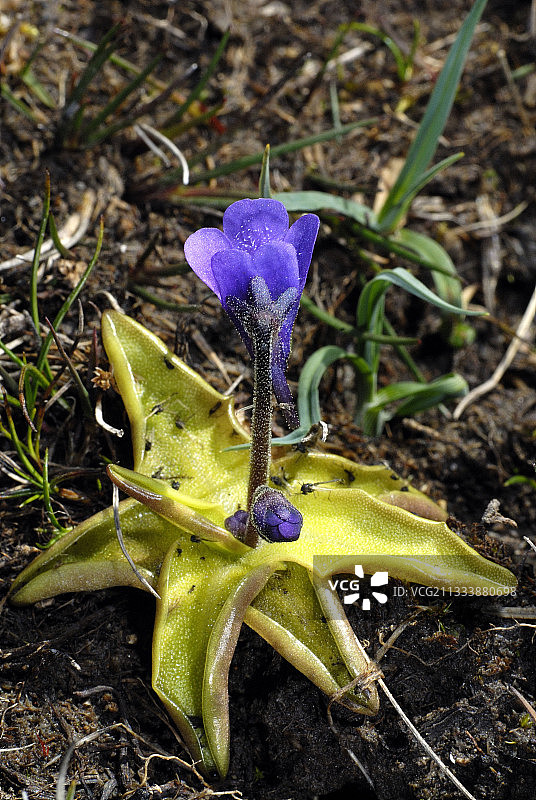 哈马尔设得兰群岛常见的捕虫堇花图片素材