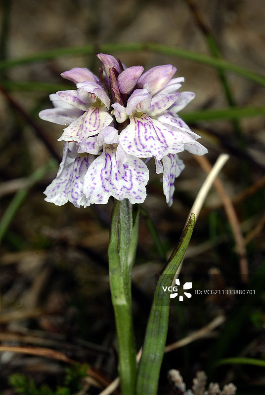 设得兰群岛哈马尔自然保护区的斑点兰花画像图片素材