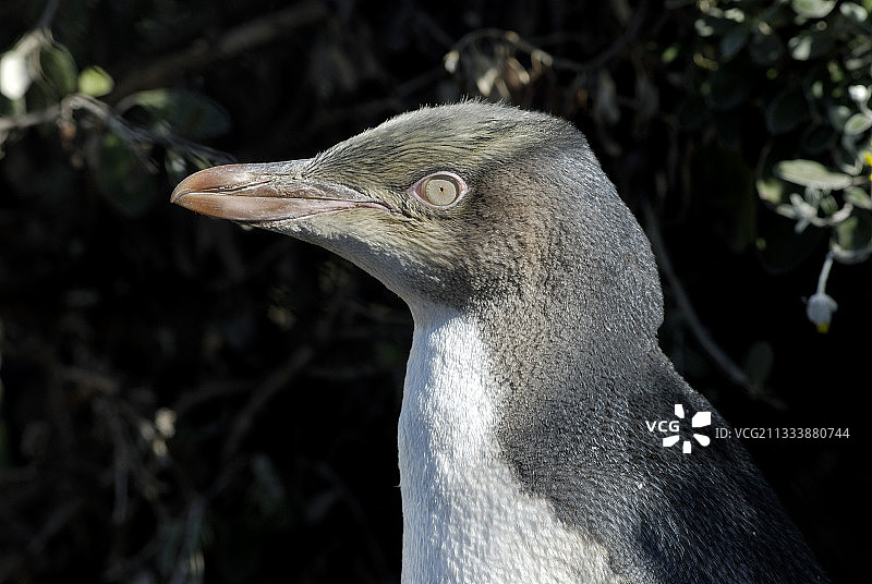 新西兰黄眼企鹅幼崽肖像图片素材