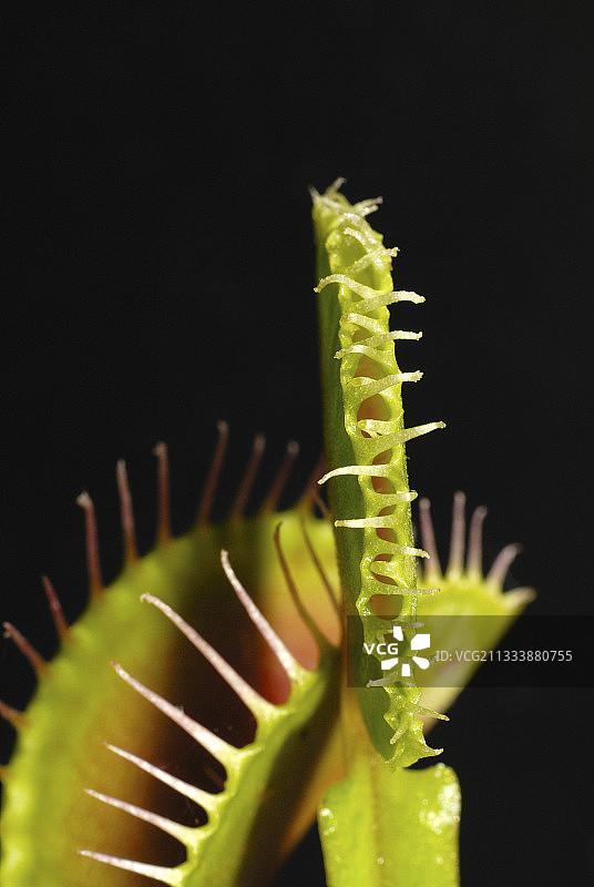 维纳斯捕蝇草叶子特写图片素材