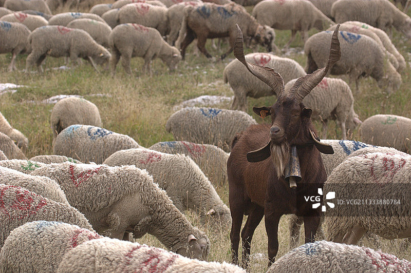 法国韦科尔的带标签的羊群和公山羊图片素材