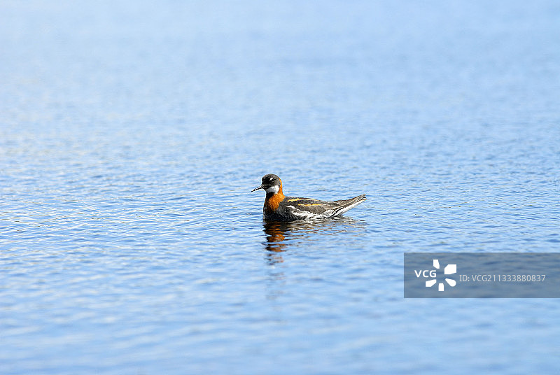 在费特拉岛附近游泳的红颈瓣蹼鹬图片素材