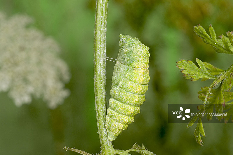 法国燕尾蝶蜕皮图片素材