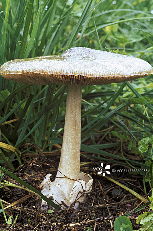 麦茬玫瑰褶菌图片素材