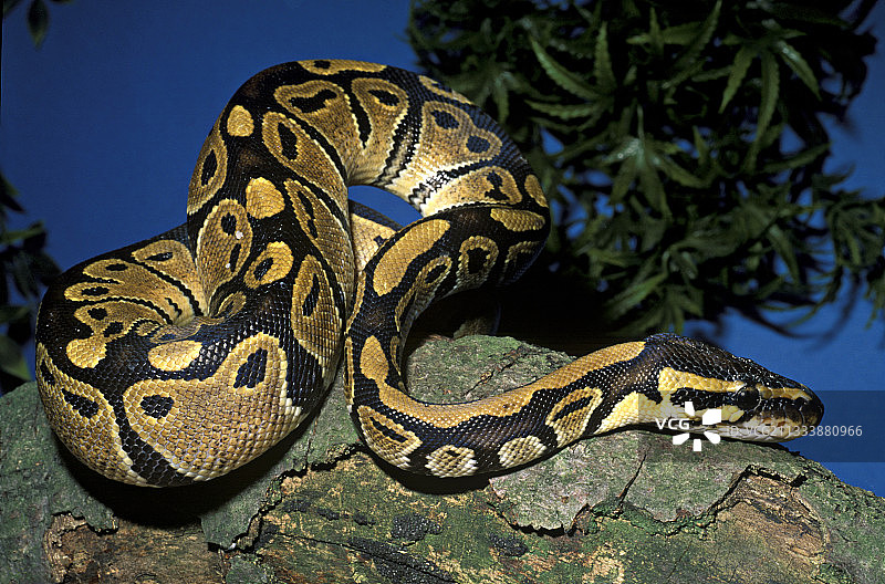 非洲树上的皇家蟒蛇图片素材