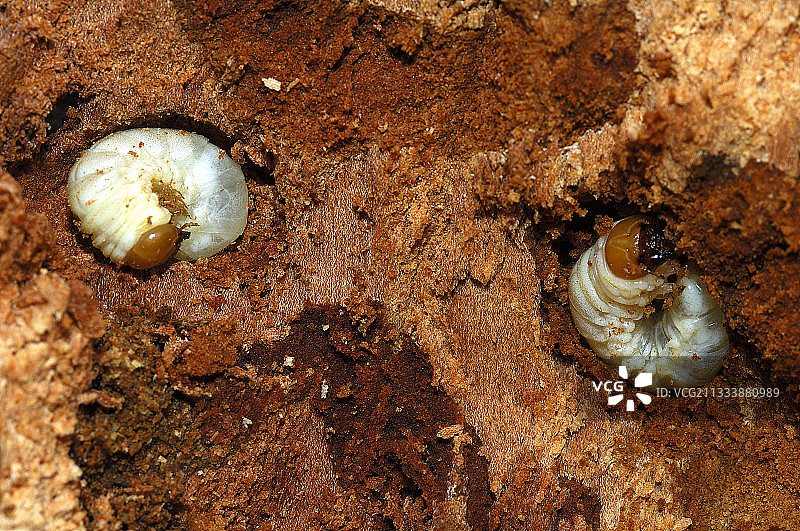 画廊中的小锹甲幼虫图片素材