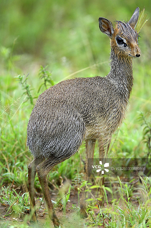 坦桑尼亚草地上的雌性柯氏小羚羊图片素材