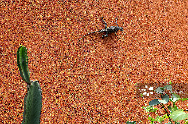 红墙上的年轻鬣蜥，坦桑尼亚图片素材