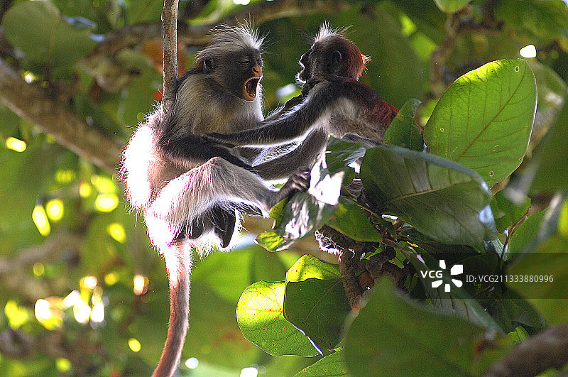 幼年桑给巴尔红疣猴在桑给巴尔的树枝上打斗图片素材
