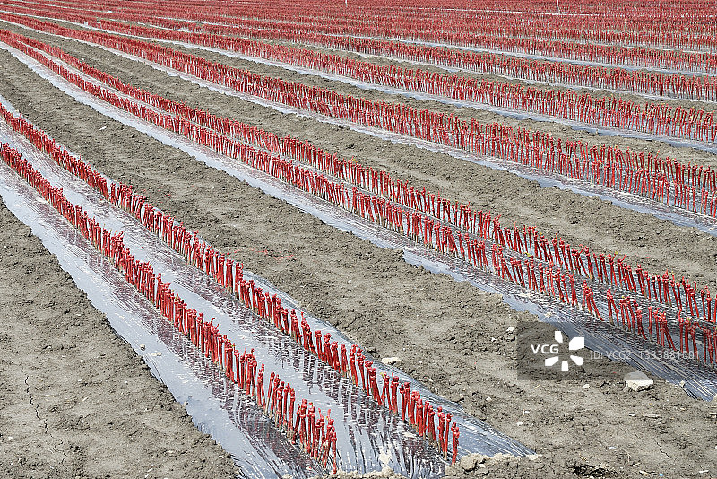 法国萨瓦省食用芦笋的种植图片素材