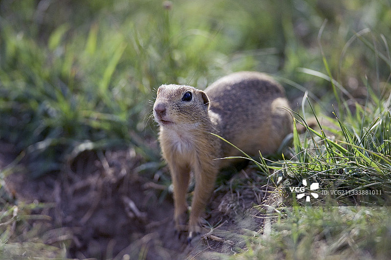 保加利亚物种图片素材