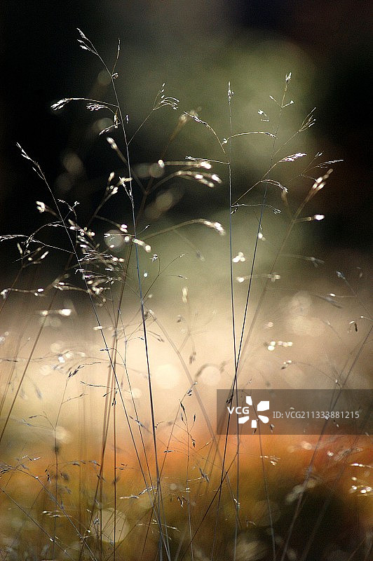 法国孚日山脉林下禾本科植物圆锥花序图片素材