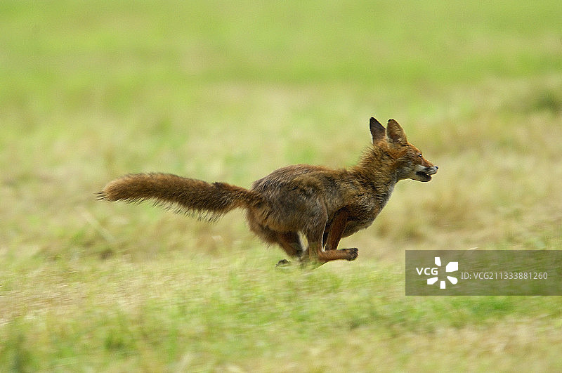 在法国草地上奔跑的母狐图片素材