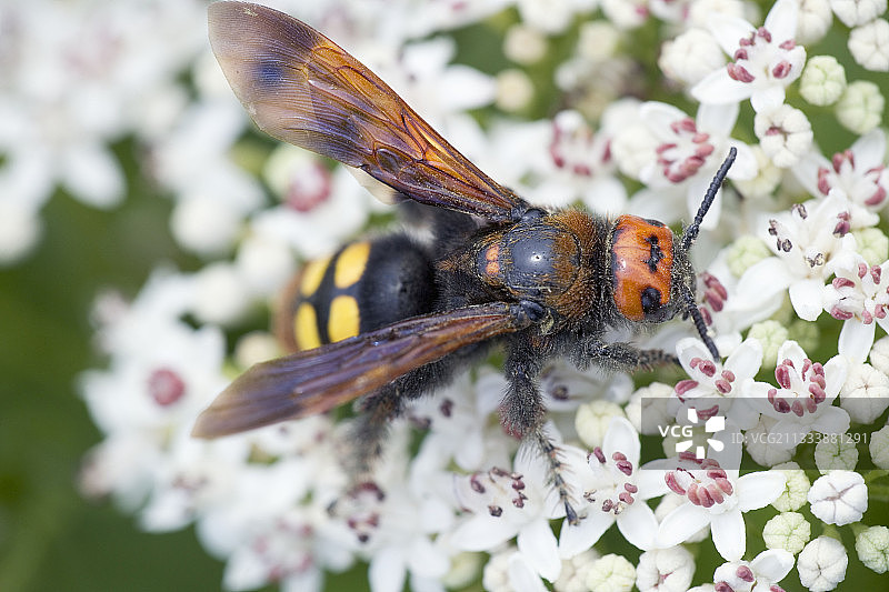 保加利亚物种图片素材