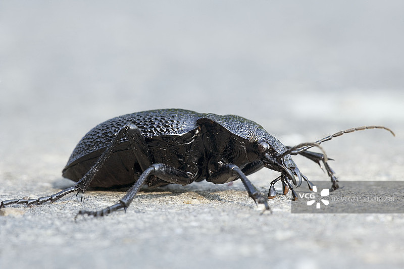 保加利亚物种图片素材