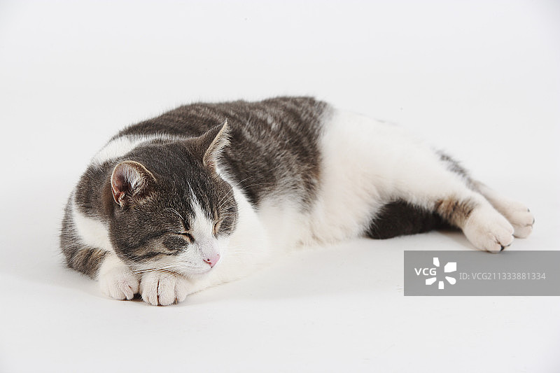 躺着睡觉的猫咪图片素材