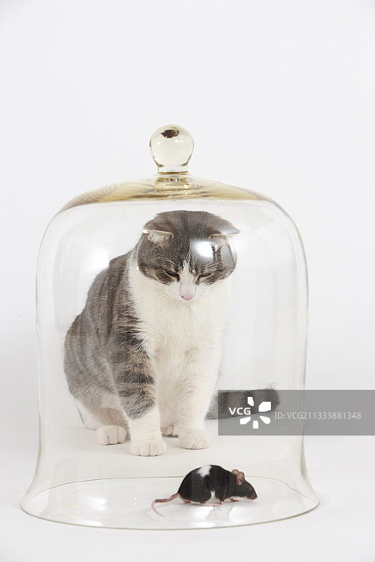 玻璃罩下老鼠前的猫咪图片素材