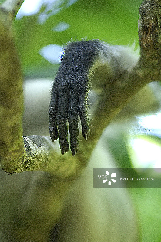 坦桑尼亚红疣猴的手部特写图片素材