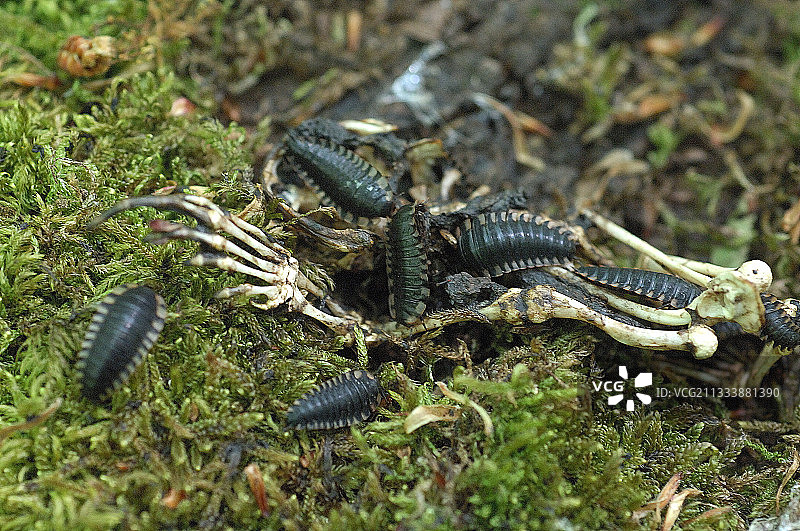 法国，潮虫在蝙蝠尸体上的群落图片素材