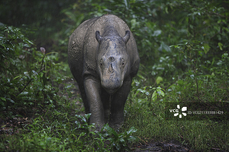 雨中的苏门答腊犀牛，印度尼西亚苏门答腊岛图片素材