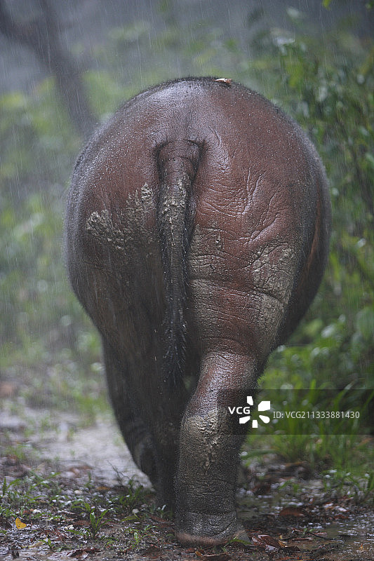 雨中的苏门答腊犀牛，印度尼西亚苏门答腊岛图片素材