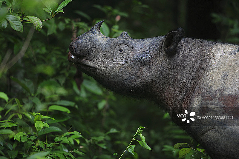 苏门答腊犀牛肖像，印度尼西亚苏门答腊图片素材