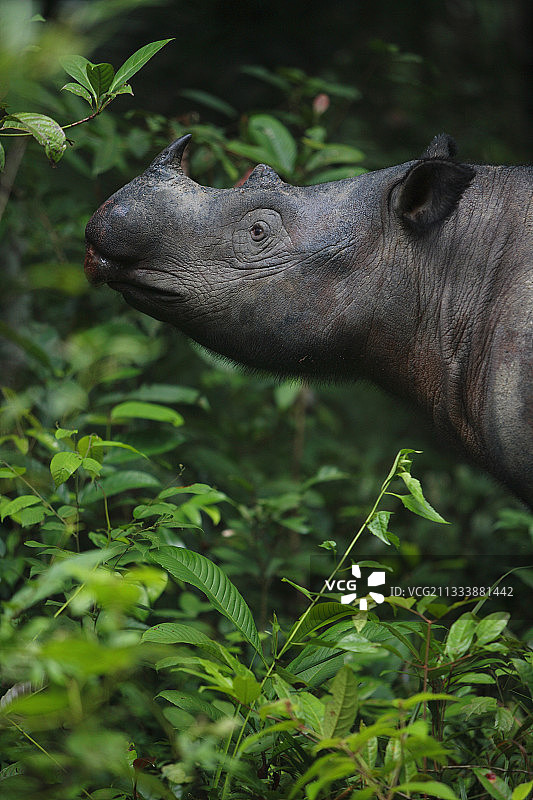 苏门答腊犀牛肖像，印度尼西亚苏门答腊图片素材