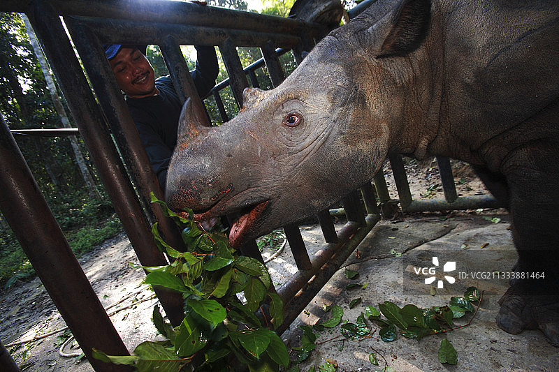 苏门答腊犀牛与男子图片素材