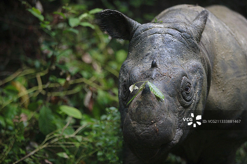 苏门答腊犀牛肖像，苏门答腊岛，印度尼西亚图片素材