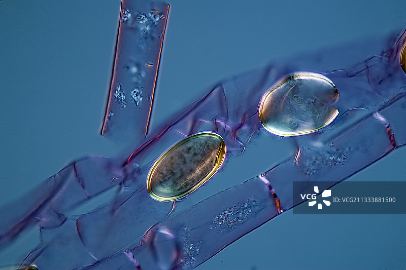 偏振光和放大400倍的照明图片素材