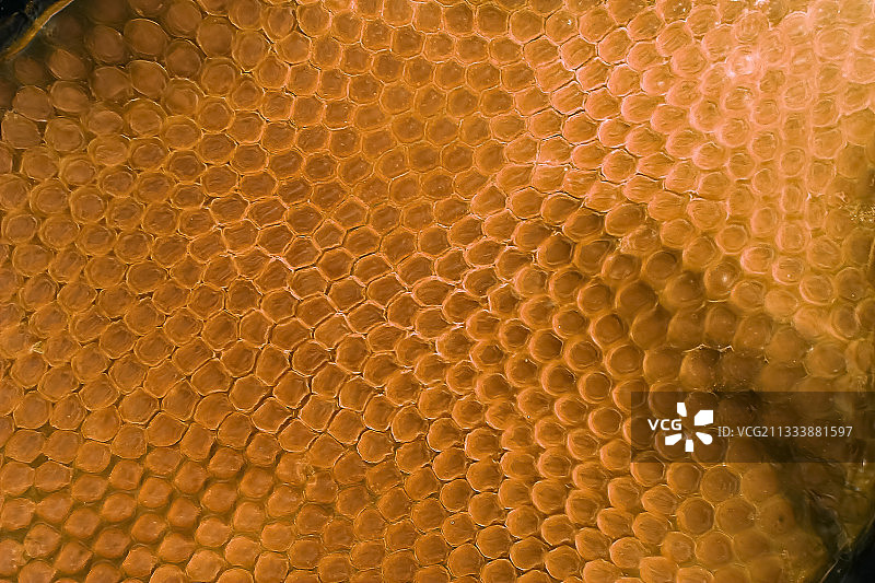 黑色背景下的闪电，放大200倍图片素材