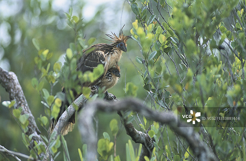 法属圭亚那麝雉交配图片素材