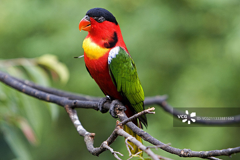 裕廊飞禽公园图片素材