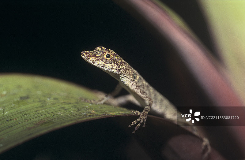 法属圭亚那叶子上的树蜥肖像图片素材