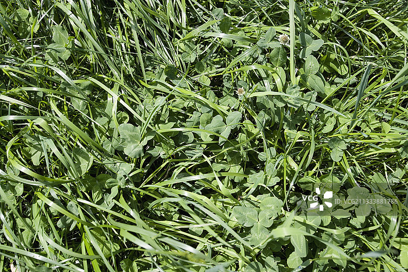 优质多样的草原草图片素材