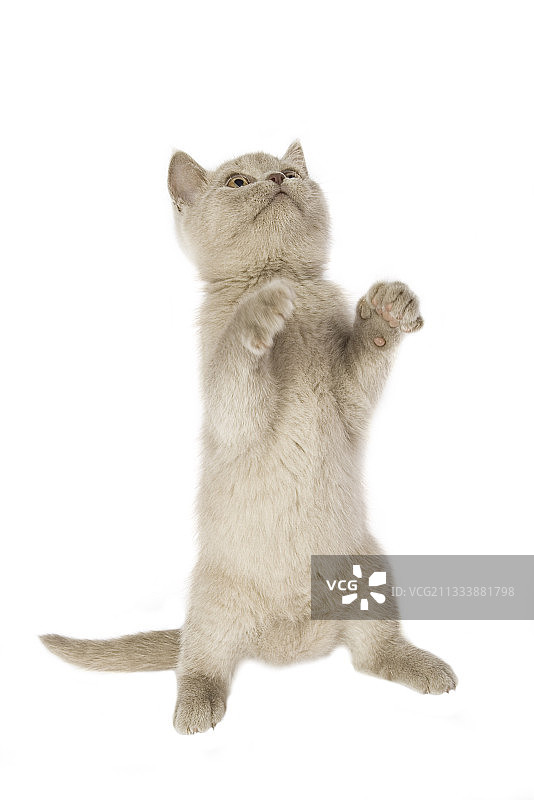 短毛小猫后腿站立图片素材