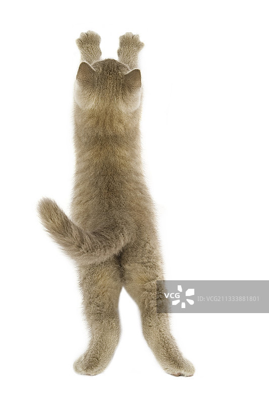 小猫赛跑短毛站立后视图图片素材