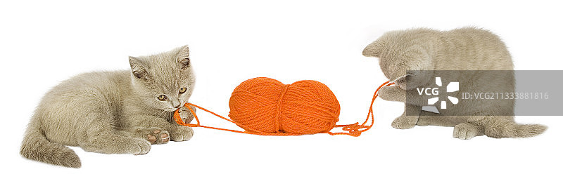 英国短毛小猫玩毛线球图片素材